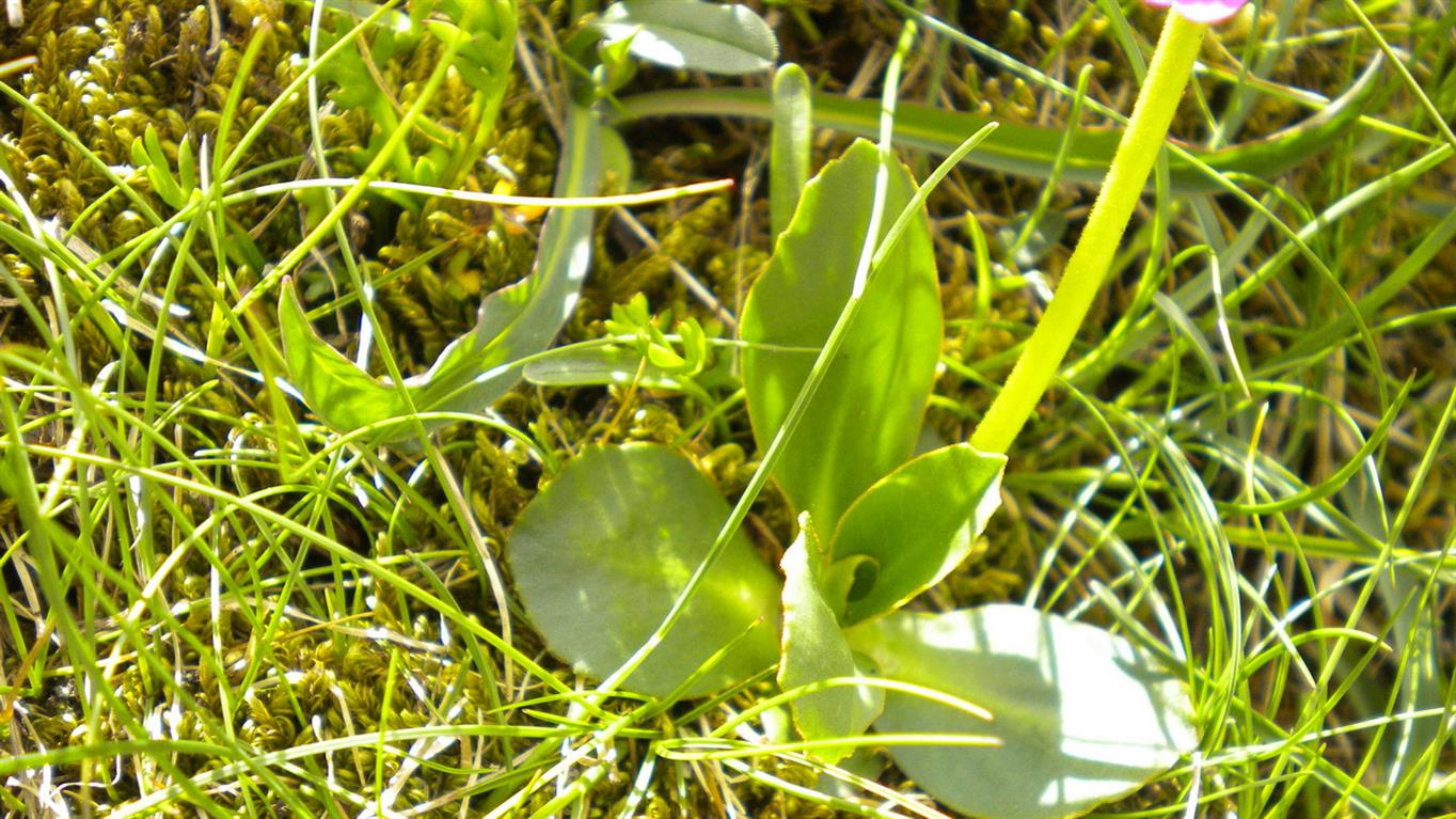 Val d''Aosta 06 - Primula pedemontana